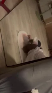 后入可爱嫩母狗叫声娇嫩可射